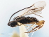  ( - CNCHYM 01640)  @11 [ ] CreativeCommons - Attribution (2011) CNC/CBG Photography Group Centre for Biodiversity Genomics