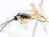  ( - CNCHYM 01641)  @11 [ ] CreativeCommons - Attribution (2011) CNC/CBG Photography Group Centre for Biodiversity Genomics