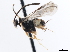  ( - CNCHYM 01922)  @11 [ ] CreativeCommons - Attribution (2011) CNC/CBG Photography Group Centre for Biodiversity Genomics