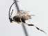  ( - CNCHYM 01927)  @11 [ ] CreativeCommons - Attribution (2011) CNC/CBG Photography Group Centre for Biodiversity Genomics