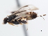  ( - CNCHYM 01928)  @11 [ ] CreativeCommons - Attribution (2011) CNC/CBG Photography Group Centre for Biodiversity Genomics