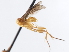  ( - CNCHYM 01940)  @11 [ ] CreativeCommons - Attribution (2011) CNC/CBG Photography Group Centre for Biodiversity Genomics