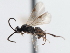  ( - CNCHYM 01946)  @12 [ ] CreativeCommons - Attribution (2011) CNC/CBG Photography Group Centre for Biodiversity Genomics