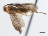  (Prasmodon nixoni - CNCHYM 01957)  @11 [ ] CreativeCommons - Attribution (2011) CNC/CBG Photography Group Centre for Biodiversity Genomics