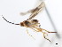  (Prasmodon silvatlanticus - CNCHYM 01960)  @11 [ ] CreativeCommons - Attribution (2011) CNC/CBG Photography Group Centre for Biodiversity Genomics