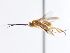  (Prasmodon verhoogdenokus - CNCHYM 01971)  @11 [ ] CreativeCommons - Attribution (2011) CNC/CBG Photography Group Centre for Biodiversity Genomics