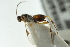  ( - CNCHYM 03492)  @12 [ ] CreativeCommons - Attribution (2011) CNC/CBG Photography Group Centre for Biodiversity Genomics