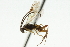  ( - CNCHYM 03493)  @11 [ ] CreativeCommons - Attribution (2011) CNC/CBG Photography Group Centre for Biodiversity Genomics