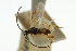  ( - CNCHYM 03494)  @11 [ ] CreativeCommons - Attribution (2011) CNC/CBG Photography Group Centre for Biodiversity Genomics