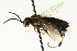  ( - CNCHYM 05644)  @13 [ ] CreativeCommons - Attribution (2011) CNC/CBG Photography Group Centre for Biodiversity Genomics