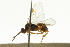  ( - CNCHYM 07193)  @11 [ ] CreativeCommons - Attribution (2011) CNC/CBG Photography Group Centre for Biodiversity Genomics