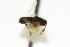  ( - CNCHYM 07239)  @11 [ ] CreativeCommons - Attribution (2011) CNC/CBG Photography Group Centre for Biodiversity Genomics