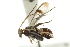  ( - CNCHYM 07457)  @11 [ ] CreativeCommons - Attribution (2011) CNC/CBG Photography Group Centre for Biodiversity Genomics