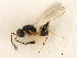  ( - CNCHYM 07466)  @11 [ ] CreativeCommons - Attribution (2011) CBG Photography Group Centre for Biodiversity Genomics