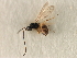  ( - CNCHYM 07480)  @12 [ ] CreativeCommons - Attribution (2011) CBG Photography Group Centre for Biodiversity Genomics