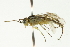  ( - CNCHYM 08027)  @12 [ ] CreativeCommons - Attribution (2011) CNC/CBG Photography Group Centre for Biodiversity Genomics