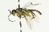  ( - CNCHYM 08029)  @13 [ ] CreativeCommons - Attribution (2011) CNC/CBG Photography Group Centre for Biodiversity Genomics
