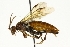  ( - CNCHYM 08152)  @13 [ ] CreativeCommons - Attribution (2011) CNC/CBG Photography Group Centre for Biodiversity Genomics