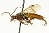  ( - CNCHYM 08153)  @13 [ ] CreativeCommons - Attribution (2011) CNC/CBG Photography Group Centre for Biodiversity Genomics