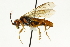  ( - CNCHYM 08168)  @11 [ ] CreativeCommons - Attribution (2011) CNC/CBG Photography Group Centre for Biodiversity Genomics