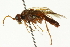  ( - CNCHYM 08208)  @13 [ ] CreativeCommons - Attribution (2011) CNC/CBG Photography Group Centre for Biodiversity Genomics