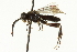  ( - CNCHYM 08226)  @11 [ ] CreativeCommons - Attribution (2011) CNC/CBG Photography Group Centre for Biodiversity Genomics