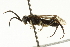  ( - CNCHYM 08234)  @13 [ ] CreativeCommons - Attribution (2011) CNC/CBG Photography Group Centre for Biodiversity Genomics