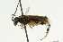  ( - CNCHYM 08239)  @11 [ ] CreativeCommons - Attribution (2011) CNC/CBG Photography Group Centre for Biodiversity Genomics