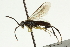  ( - CNCHYM 08240)  @12 [ ] CreativeCommons - Attribution (2011) CNC/CBG Photography Group Centre for Biodiversity Genomics