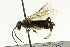  ( - CNCHYM 08241)  @13 [ ] CreativeCommons - Attribution (2011) CNC/CBG Photography Group Centre for Biodiversity Genomics