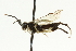  ( - CNCHYM 08243)  @11 [ ] CreativeCommons - Attribution (2011) CNC/CBG Photography Group Centre for Biodiversity Genomics