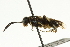  ( - CNCHYM 08245)  @12 [ ] CreativeCommons - Attribution (2011) CNC/CBG Photography Group Centre for Biodiversity Genomics