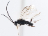 ( - CNCHYM 03218)  @11 [ ] CreativeCommons - Attribution (2011) CNC/CBG Photography Group Centre for Biodiversity Genomics