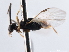  ( - CNCHYM 03281)  @11 [ ] CreativeCommons - Attribution (2011) CNC/CBG Photography Group Centre for Biodiversity Genomics