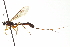  ( - CNCHYM 013860)  @11 [ ] CreativeCommons - Attribution (2012) CNC/CBG Photography Group Centre for Biodiversity Genomics