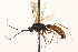  ( - CNCHYM 013916)  @11 [ ] CreativeCommons - Attribution (2012) CNC/CBG Photography Group Centre for Biodiversity Genomics