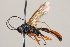  ( - CNCHYM 013919)  @14 [ ] CreativeCommons - Attribution (2012) CNC/CBG Photography Group Centre for Biodiversity Genomics