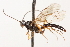  ( - CNCHYM 013921)  @11 [ ] CreativeCommons - Attribution (2012) CNC/CBG Photography Group Centre for Biodiversity Genomics