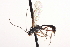  ( - CNCHYM 014339)  @13 [ ] CreativeCommons - Attribution (2012) CNC/CBG Photography Group Centre for Biodiversity Genomics