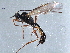  ( - CNCHYM 014341)  @13 [ ] CreativeCommons - Attribution (2012) CNC/CBG Photography Group Centre for Biodiversity Genomics