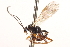  ( - CNCHYM 014348)  @11 [ ] CreativeCommons - Attribution (2012) CNC/CBG Photography Group Centre for Biodiversity Genomics