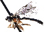  (Diplazon pectoratorius - CNCHYM 014813)  @15 [ ] CreativeCommons - Attribution (2012) CNC/CBG Photography Group Centre for Biodiversity Genomics
