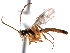  ( - CNCHYM 014889)  @11 [ ] CreativeCommons - Attribution (2012) CNC/CBG Photography Group Centre for Biodiversity Genomics
