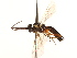  (Syrphoctonus alaskensis - CNCHYM 014909)  @11 [ ] CreativeCommons - Attribution (2012) CNC/CBG Photography Group Centre for Biodiversity Genomics