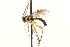  ( - CNCHYM 014929)  @14 [ ] CreativeCommons - Attribution (2012) CNC/CBG Photography Group Centre for Biodiversity Genomics