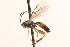  (Syrphophilus tricinctus - CNCHYM 014974)  @14 [ ] CreativeCommons - Attribution (2012) CNC/CBG Photography Group Centre for Biodiversity Genomics