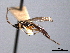  ( - CNCHYM 015730)  @11 [ ] CreativeCommons - Attribution (2012) CNC/CBG Photography Group Centre for Biodiversity Genomics