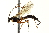  ( - CNCHYM 015733)  @11 [ ] CreativeCommons - Attribution (2012) CNC/CBG Photography Group Centre for Biodiversity Genomics
