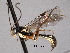  (Astiphromma leucogrammum - CNCHYM 016437)  @14 [ ] CreativeCommons - Attribution (2012) CNC/CBG Photography Group Centre for Biodiversity Genomics
