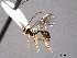  (Mesochorus acuminatus - CNCHYM 016447)  @13 [ ] CreativeCommons - Attribution (2012) CNC/CBG Photography Group Centre for Biodiversity Genomics
